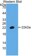 CD3E Antibody - Western Blot; Sample: Recombinant protein.