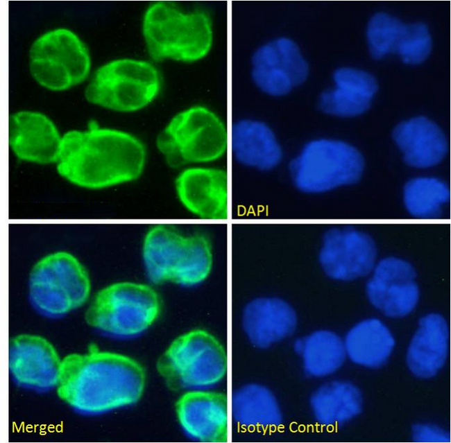 CD3E Antibody - IF staining of Molt4 cells.