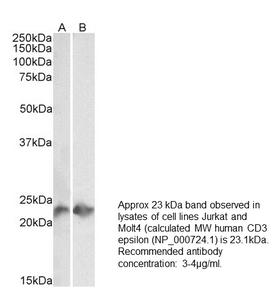 CD3E Antibody - Human PBMCs stained with 1 µg/ml anti-CD3e (red) compared to isotype control (black).