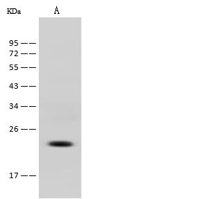 CD3E Antibody - Anti-CD3E mouse monoclonal antibody at 1:500 dilution. Lane A: Jurkat Whole Cell Lysate. Lysates/proteins at 30 ug per lane. Secondary: Goat Anti-Mouse IgG (H+L)/HRP at 1/10000 dilution. Developed using the ECL technique. Performed under reducing conditions. Predicted band size: 23 kDa. Observed band size: 23 kDa.