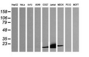 CD3E Antibody - Western blot of extracts (35 ug) from 9 different cell lines by using anti-CD3E monoclonal antibody (HepG2: human; HeLa: human; SVT2: mouse; A549: human; COS7: monkey; Jurkat: human; MDCK: canine; PC12: rat; MCF7: human).