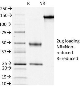 CD3E Antibody - SDS-PAGE Analysis of Purified, BSA-Free CD3e Antibody (clone PC3/188A). Confirmation of Integrity and Purity of the Antibody.