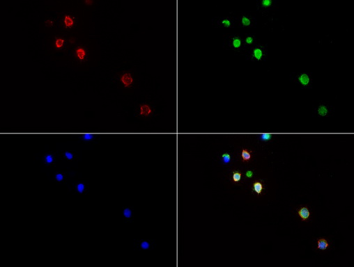 CD3E Antibody - Immunofluorescent staining of Jurkat cells using CD3E mouse monoclonal antibody  green). Actin filaments were labeled with TRITC-phalloidin. (red), and nuclear with DAPI. (blue). The three-color overlay image is located at the bottom-right corner.