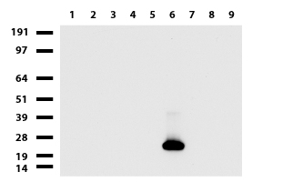 CD3E Antibody - Western blot of cell lysates. (35ug) from 9 different cell lines. (1: HepG2, 2: HeLa, 3: SV-T2, 4: A549, 5: COS7, 6: Jurkat, 7: MDCK, 8: PC-12, 9: MCF7). Diluation: 1:500