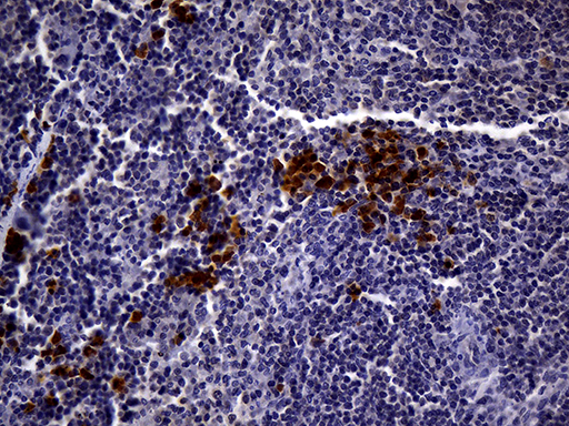 CD3E Antibody - Immunohistochemical staining of paraffin-embedded mouse spleen tissue using anti-CD3E clone UMAB54 mouse monoclonal antibody. (Heat-induced epitope retrieval by 1mM EDTA in 10mM Tris buffer. (pH8.5) at 120 oC for 3 min. (1:300).