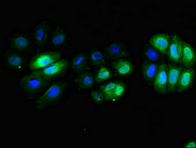 CD3E Antibody - Immunofluorescent analysis of A549 cells diluted at 1:100 and Alexa Fluor 488-congugated AffiniPure Goat Anti-Rabbit IgG(H+L)