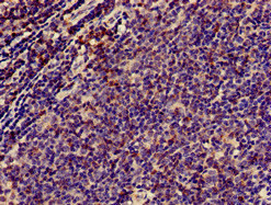 CD3E Antibody - Immunohistochemistry of paraffin-embedded human lymph node tissue at dilution of 1:100
