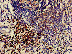 CD3E Antibody - Immunohistochemistry of paraffin-embedded human spleen tissue at dilution of 1:100