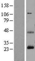 CD3E Protein - Western validation with an anti-DDK antibody * L: Control HEK293 lysate R: Over-expression lysate