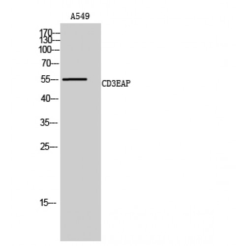 CD3EAP Antibody - Western blot of CD3EAP antibody