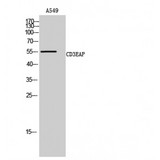 CD3EAP Antibody - Western blot of CD3EAP antibody