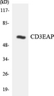 CD3EAP Antibody - Western blot analysis of the lysates from HUVECcells using CD3EAP antibody.