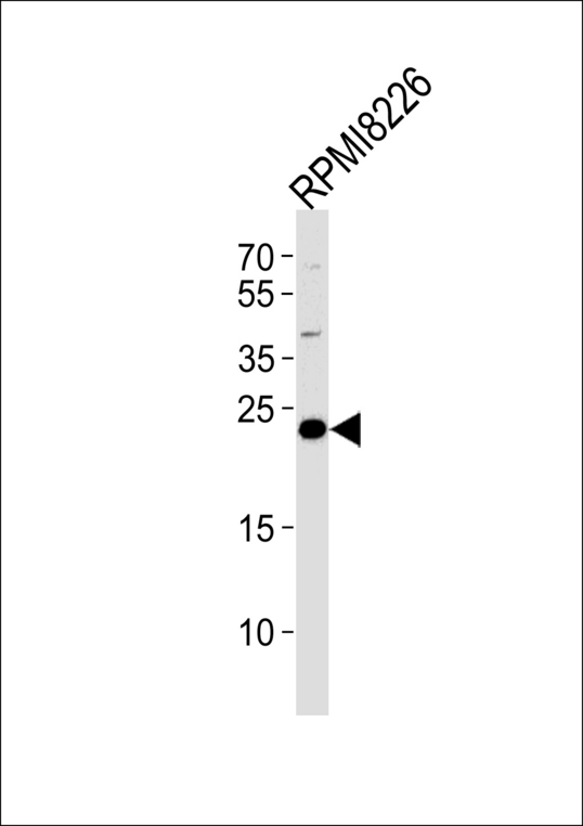 CD3G Antibody - CD3G Antibody western blot of RPMI8226 cell line lysates (35 ug/lane). The CD3G antibody detected the CD3G protein (arrow).