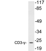 CD3G Antibody - Western blot analysis of lysates from TK-1 cells, using CD3-Î³ antibody.