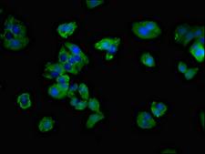 CD3G Antibody - Immunofluorescent analysis of HepG2 cells at a dilution of 1:100 and Alexa Fluor 488-congugated AffiniPure Goat Anti-Rabbit IgG(H+L)