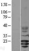CD3G Protein - Western validation with an anti-DDK antibody * L: Control HEK293 lysate R: Over-expression lysate