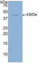 CD4 Antibody - Western Blot; Sample: Recombinant CD4, Human.
