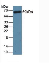 CD4 Antibody - Western Blot; Sample: Mouse Thymus Tissue.