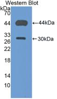 CD4 Antibody - Western Blot; Sample: Recombinant protein.