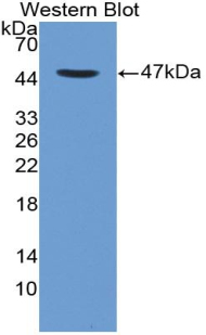 CD4 Antibody - Western blot of recombinant CD4.