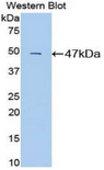 CD4 Antibody - Western blot of recombinant CD4.  This image was taken for the unconjugated form of this product. Other forms have not been tested.