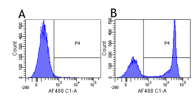 CD4 Antibody - Flow-cytometry on human lymphocytes.