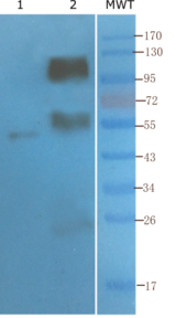 CD4 Antibody - WB on mouse-derived tissues.
