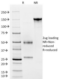 CD4 Antibody - SDS-PAGE Analysis of Purified, BSA-Free CD4 Antibody (clone C4/206). Confirmation of Integrity and Purity of the Antibody.
