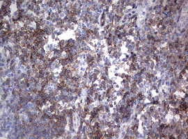 CD4 Antibody - IHC of paraffin-embedded Human tonsil using anti-CD4 mouse monoclonal antibody. (Heat-induced epitope retrieval by 10mM citric buffer, pH6.0, 120°C for 3min).