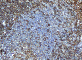 CD4 Antibody - IHC of paraffin-embedded Human lymph node tissue using anti-CD4 mouse monoclonal antibody.