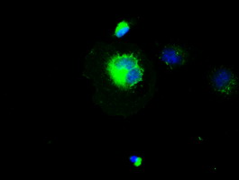 CD4 Antibody - Anti-CD4 mouse monoclonal antibody  immunofluorescent staining of COS7 cells transiently transfected by pCMV6-ENTRY CD4.