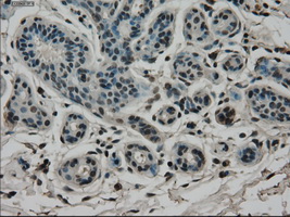 CD4 Antibody - IHC of paraffin-embedded breast tissue using anti-CD4 mouse monoclonal antibody. (Dilution 1:50).