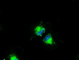 CD4 Antibody - Anti-CD4 mouse monoclonal antibody  immunofluorescent staining of COS7 cells transiently transfected by pCMV6-ENTRY CD4.