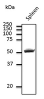 CD4 Antibody - Western blot. Endogenous CD4 detected with CD4 antibody at 1:500 dilution. Lysate at 100 ug per lane and rabbit polyclonal to goat IgG (HRP) at 1:10000 dilution.