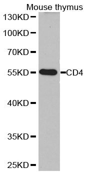 CD4 Antibody - Western blot analysis of extracts of mouse thymus.
