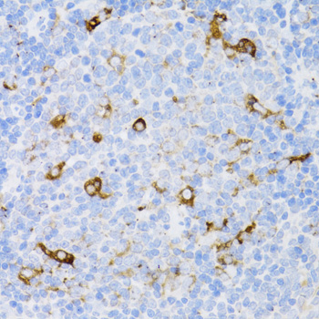 CD4 Antibody - Immunohistochemistry of paraffin-embedded rat spleen using CD4 antibody at dilution of 1:100 (40x lens).