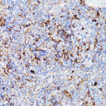 CD4 Antibody - Immunohistochemistry of paraffin-embedded mouse spleen using CD4 antibody at dilution of 1:150 (40x lens).