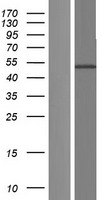 CD4 Protein - Western validation with an anti-DDK antibody * L: Control HEK293 lysate R: Over-expression lysate
