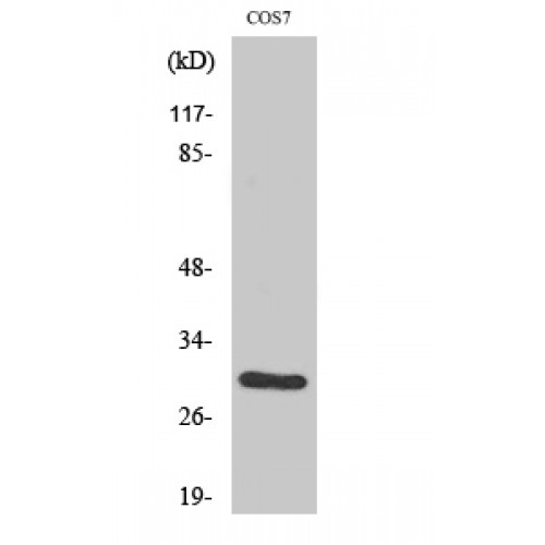 CD40 Antibody - Western blot of CD40 antibody