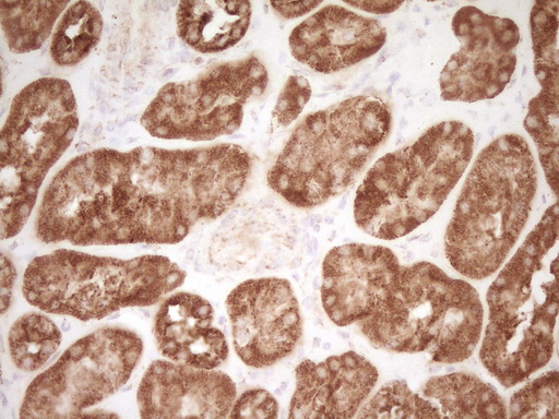 CD40 Antibody - Immunohistochemical staining of paraffin-embedded Human Kidney tissue using anti-CD40 mouse monoclonal antibody. (Heat-induced epitope retrieval by Tris-EDTA, pH8.0)