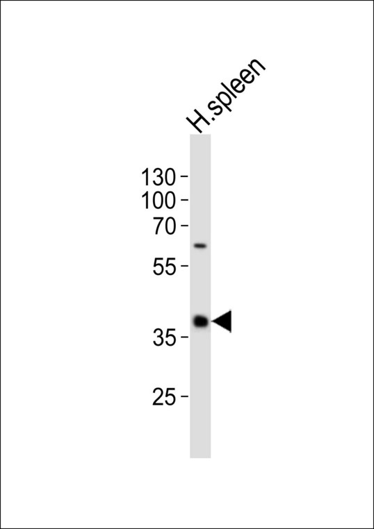 CD40 Antibody - Western blot of lysate from human spleen tissue lysate, using CD40 Antibody. Antibody was diluted at 1:1000. A goat anti-rabbit IgG H&L (HRP) at 1:10000 dilution was used as the secondary antibody. Lysate at 20ug.