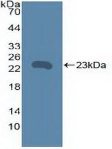 CD40 Antibody - Western Blot; Sample: Recombinant TNFRSF5, Human.