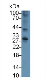 CD40 Antibody - Western Blot; Sample: Mouse Thymus lysate; Primary Ab: 3µg/ml Rabbit Anti-Mouse TNFRSF5 Antibody Second Ab: 0.2µg/mL HRP-Linked Caprine Anti-Rabbit IgG Polyclonal Antibody