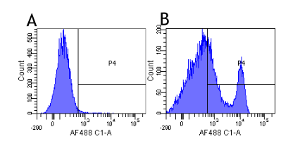 CD40 Antibody - Flow-cytometry on human lymphocytes.