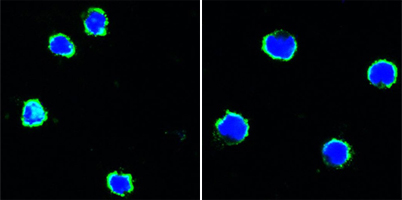 CD40 Antibody - Confocal immunofluorescence of human peripheral blood lymphocytes (left) and mouse L1210 cells (right) using CD40 mouse monoclonal antibody (green). Blue: DRAQ5 fluorescent DNA dye.