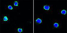 CD40 Antibody - CD40 Antibody in Immunofluorescence (IF)