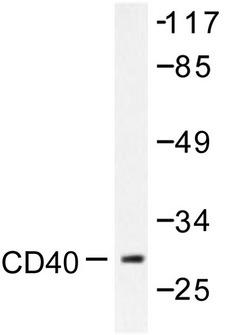 CD40 Antibody - Western blot of CD40 (Q259) pAb in extracts from COS7 cells.