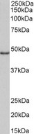 CD40 Antibody - Goat Anti-CD40 (isoform 1) Antibody (1µg/ml) staining of Daudi lysate (35µg protein in RIPA buffer). Primary incubation was 1 hour. Detected by chemiluminescencence.