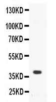 CD40 Antibody - Western blot - Anti-CD40/TNFRSF5 Picoband Antibody