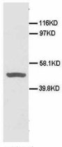CD40 Antibody -  This image was taken for the unconjugated form of this product. Other forms have not been tested.
